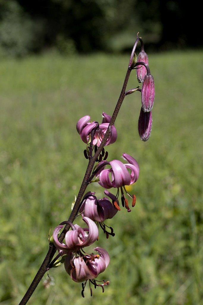 voornes duin tenellaplas Quackjeswater natuur natuurgebied natuurmonumenten hdr duinen Zuid Hollands landschap polder bossen natuurreservaat Natura 2000
